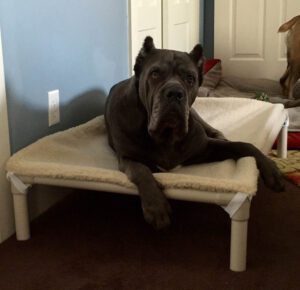 cane corso bed